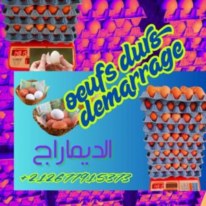 ### نص بديل للصورة "صورة تعرض بيض ديماراج ذو الحجم الصغير مع كراتين مرتبة بشكل جذاب. البيض يظهر بقشرته البرتقالية اللامعة، مما يعكس جودته العالية. تتضمن الصورة أيضًا معلومات الاتصال للطلبات، مع خلفية ملونة تضيف لمسة جمالية."